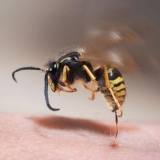 Šta učiniti ako ujede osa